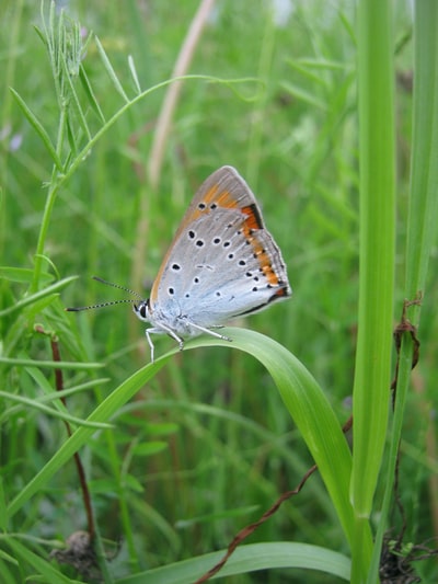 白天绿色草地上的棕色和白色蝴蝶